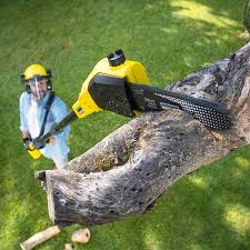 Best Tree Disease Treatment  in Bridgehampton, NY