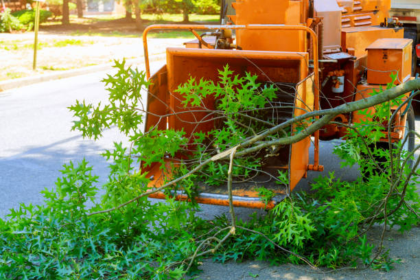  Bridgehampton, NY Tree Care Services Pros