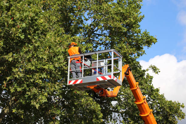 Best Hazardous Tree Removal  in Bridgehampton, NY