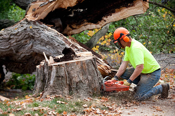 Best Tree Preservation Services  in Bridgehampton, NY