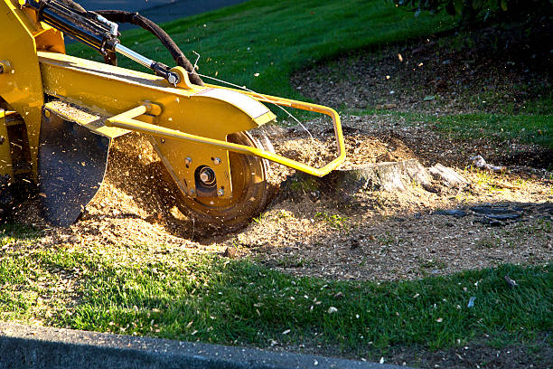 Best Root Management and Removal  in Bridgehampton, NY